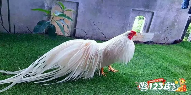 Những Phẩm Chất Vượt Trội Của 33 Loại Gà Thần Kê