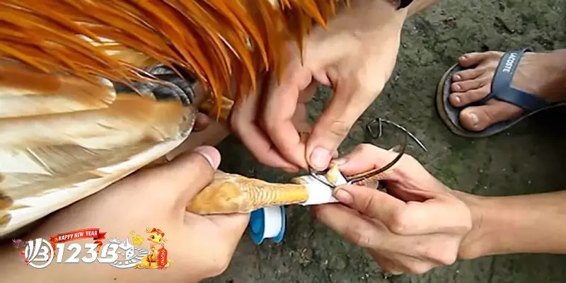 Quy Trình Cách Băng Cựa Gà Chuyên Nghiệp