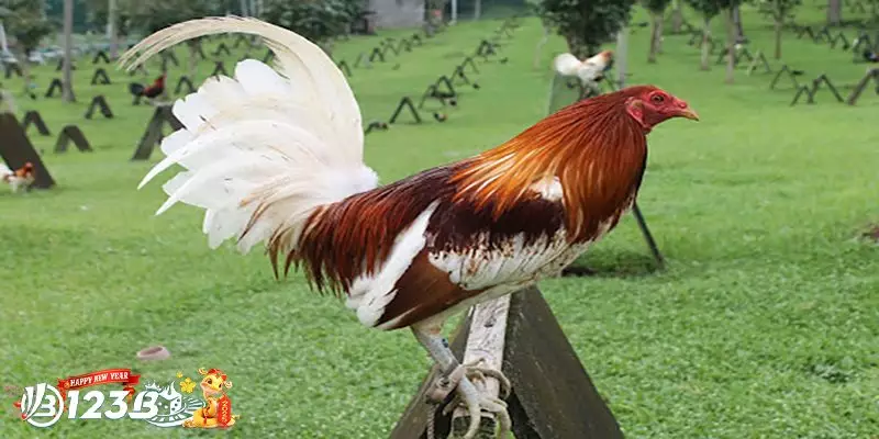Chế Độ Dinh Dưỡng Phục Hồi Cách Chăm Sóc Gà Đá