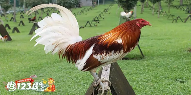 Hoạt Động Cá Cược Chợ Tốt Gà Đá Bến Tre