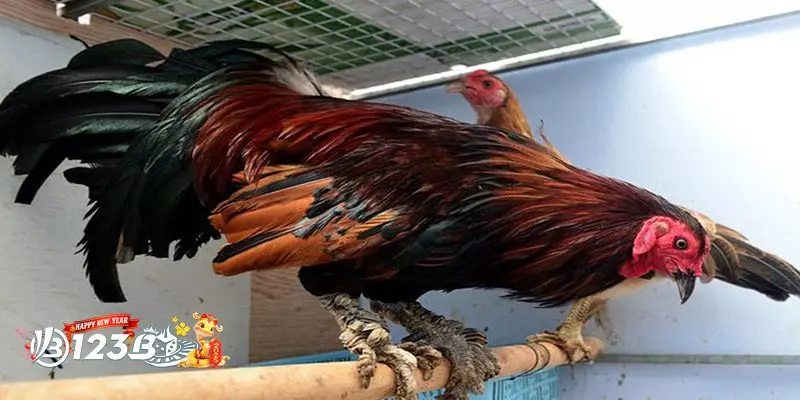 Hướng Dẫn Chi Tiết Khi Tham Gia Chợ Tốt Gà Đá Bến Tre