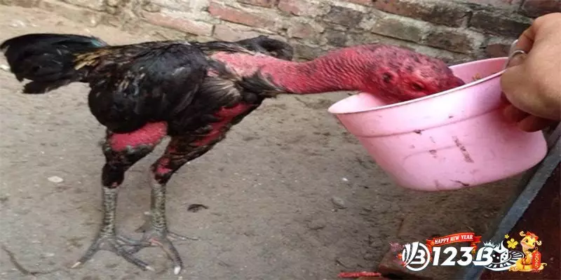 Câu Hỏi Thường Gặp Về Việc Cho Gà Chọi Uống Nước Đường
