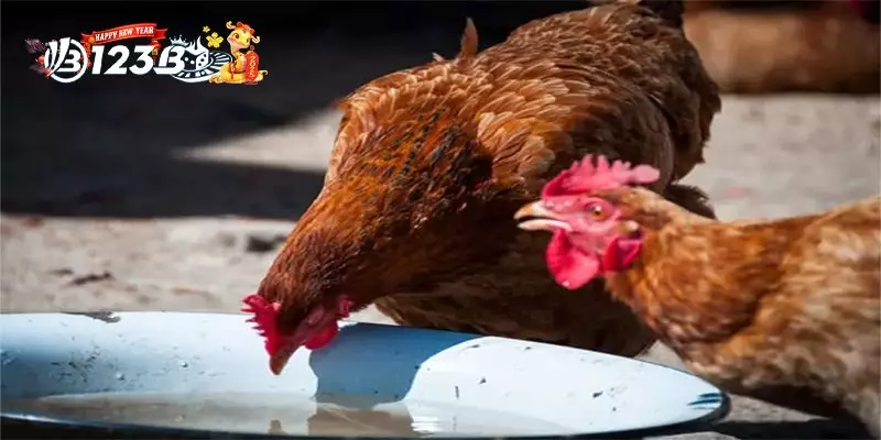 Những Lưu Ý Khi Cho Gà Chọi Uống Nước Đường