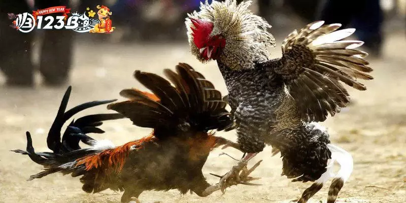 Đá gà cựa dao 123B sở hữu những ưu điểm gì?