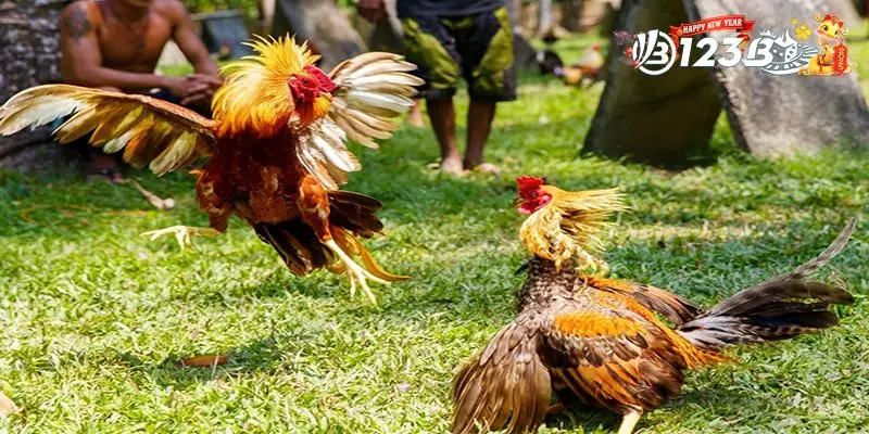 Đá Gà Cựa Dao – Bí Kíp Chọn Chiến Kê Bất Bại Năm 2025