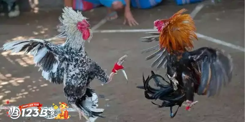 Câu Hỏi Thường Gặp Về Đá gà cựa dao