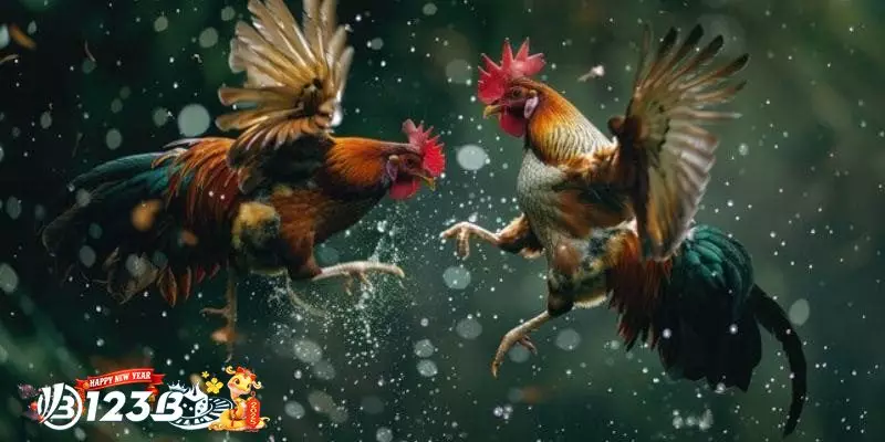 Tại Sao Đá gà Thomo Hấp Dẫn Người Chơi?