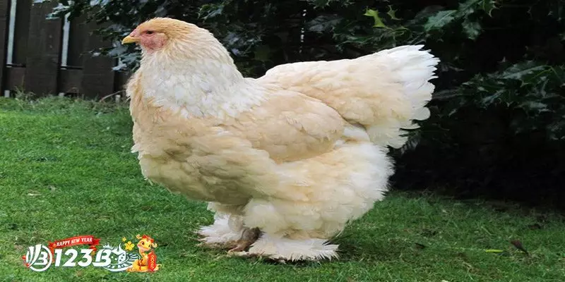 Các Câu Hỏi Thường Gặp Khi Nuôi Gà Brahma