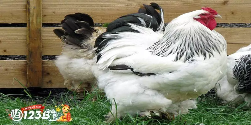 Chuẩn Bị Chuồng Trại Và Môi Trường Nuôi Gà Brahma