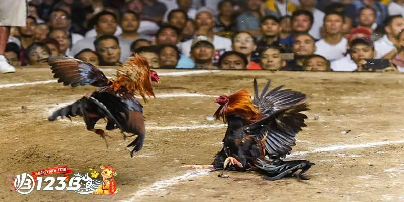 Đặc Điểm Nổi Bật Của Gà Chọi Nòi