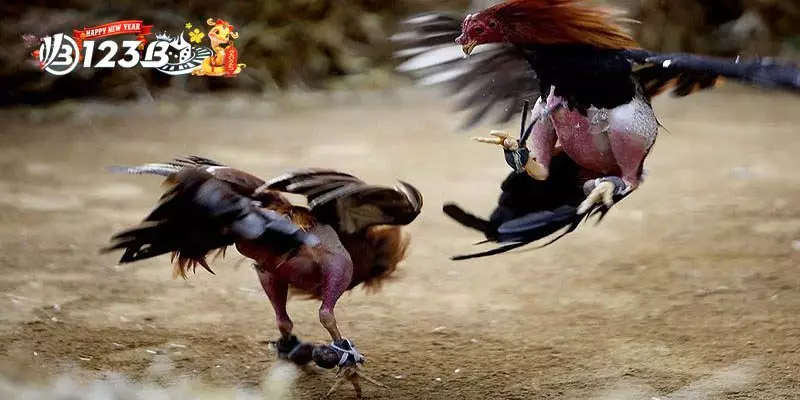 Câu Hỏi Thường Gặp Về Gà Chọi Nòi