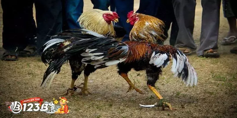 Câu Hỏi Thường Gặp Về Gà Đá Ăn 8 Là Gì