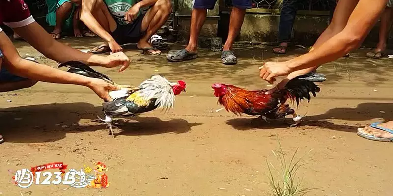 Những Phẩm Chất Độc Đáo Của Gà Đá Kiên Giang
