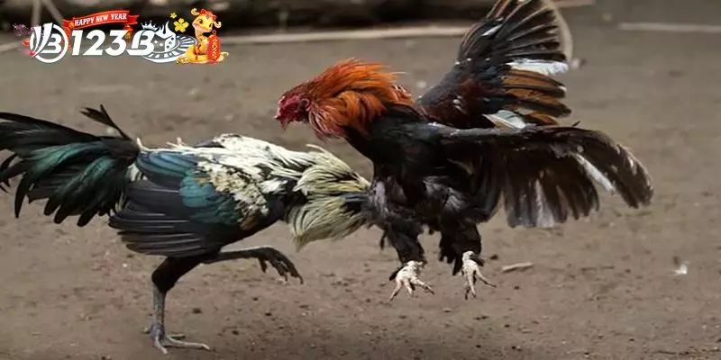 Những Yếu Tố Làm Nên Danh Tiếng Của Gà Khét