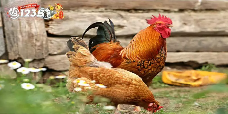 Phương Pháp Huấn Luyện Gà Lương Phượng Cho Các Trận Đấu