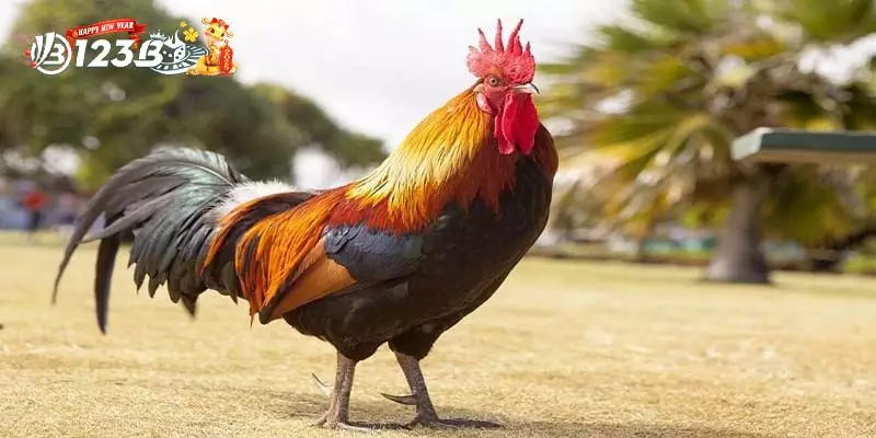 Các Câu Hỏi Thường Gặp Về Sảnh Gà Mồng Vua