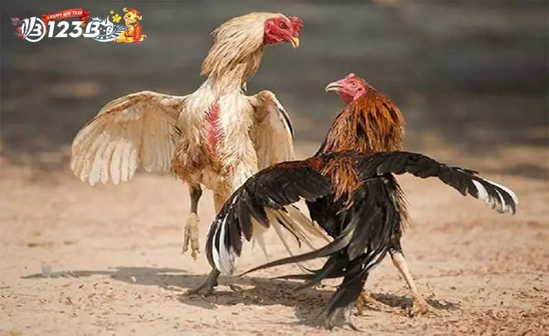 Vị Thế Đặc Biệt Của Gà Nhạn Trong Ngành Cá Cược Đá Gà