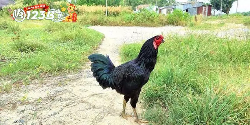 Đặc Điểm Và Tính Cách Của Gà Ô Chân Trắng