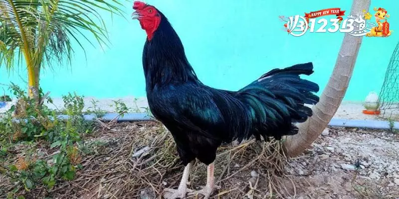 Câu Hỏi Thường Gặp Về Gà Ô Chân Trắng