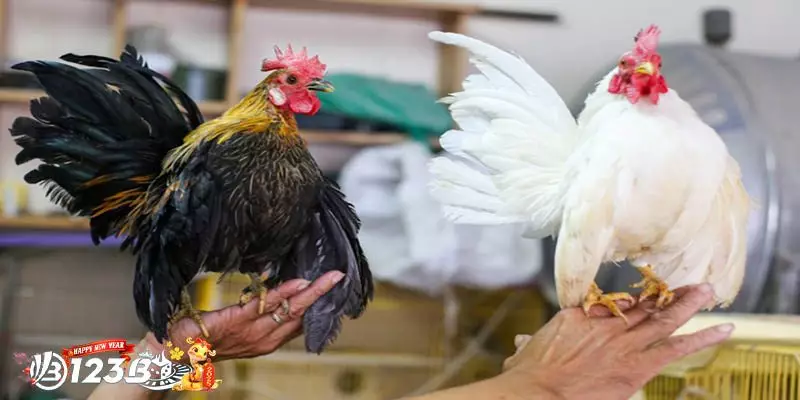 Câu Hỏi Thường Gặp Về Gà Tre Nhật Bản