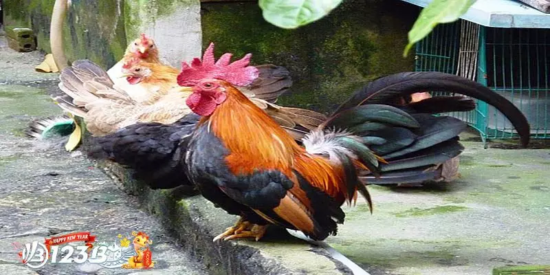 Cách Chăm Sóc và Nuôi Dưỡng Gà Tre Nhật Bản