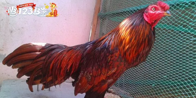 Cách Nhận Biết Mắt Gà Chọi Lì