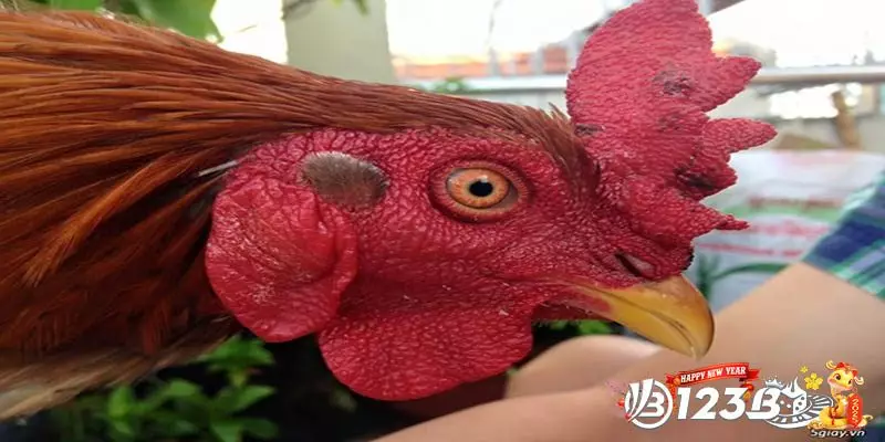 Câu Hỏi Thường Gặp Về Ánh Mắt Gà Chọi Lì