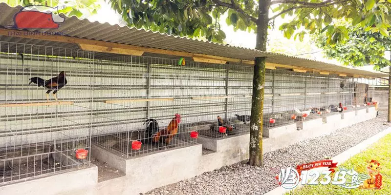 Bí Quyết Đào Tạo Chiến Kê Tại Trại Gà Đá