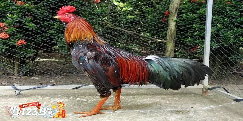 Phân Tích Tính Cách và Phong Thái Chiến Đấu