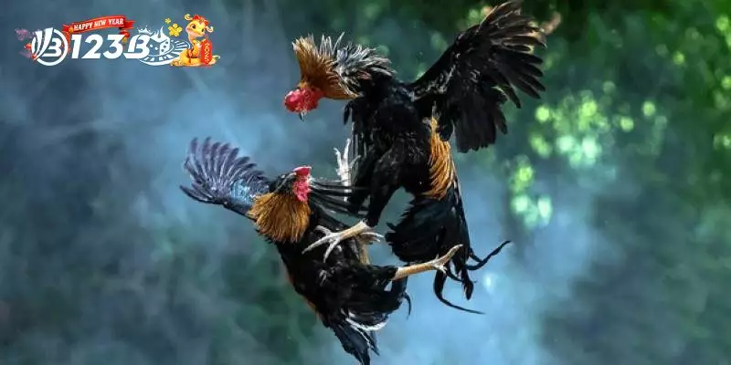 Phân Tích Nguồn Gốc và Dòng Giống Gà Chiến